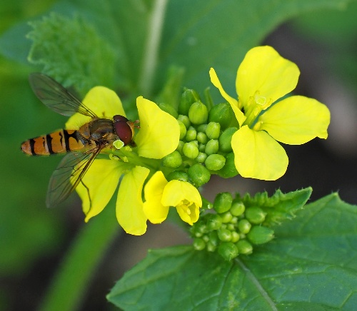 Schwebfliege auf Acker-Senf